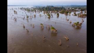 Engineering the Mekong: How Upstream Dams are Reshaping Cambodia’s Flooded Forest