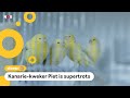 Deze uitgestorven kanariesoort is weer tot leven gewekt