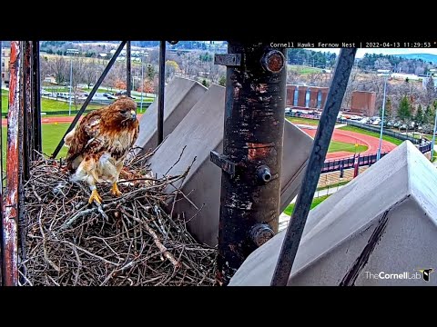 Big Red Takes The Back Door During An Incubation Switch At The Cornell Hawks Nest – April 13, 2022