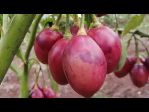 Tips on marketing tree tomatoes - all you need to know | Tree tomato farming in Kenya |