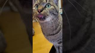 ライガ君「よし撫でろ」 #cat #猫のいる暮らし #ねこの日常 #ねこ動画