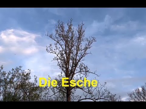 Morchelzeiger Esche - So erkennst du die Esche