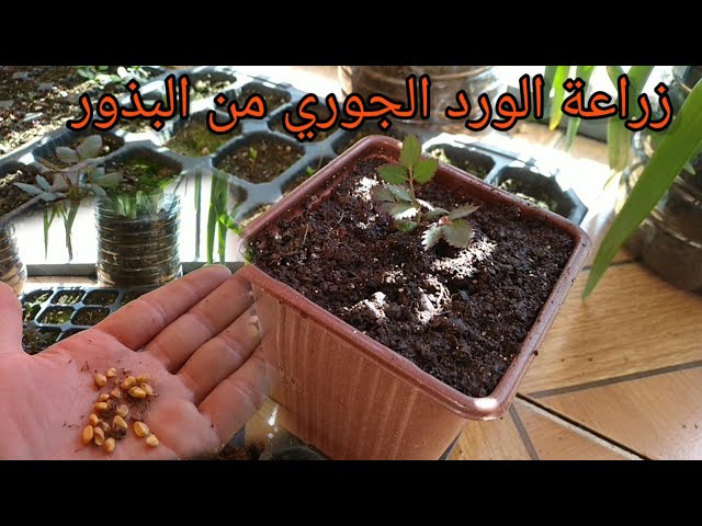 بذور الجوري احمر
