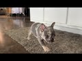 French Bulldog dogs for sale: Cindy - Video 1