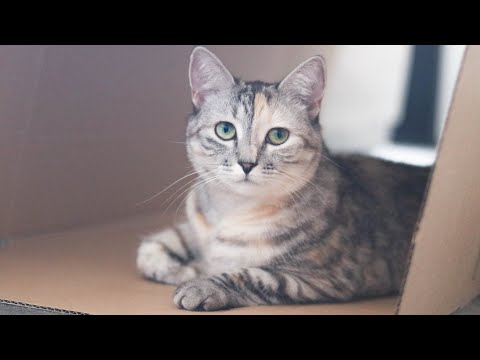 Moving with street cats to our new home | Cat vlog moving home