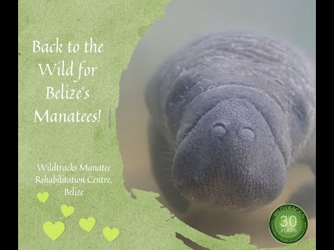 Back to the Wild for Belize's Endangered Manatees
