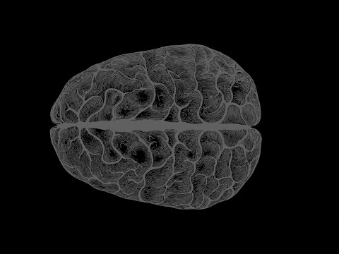 Trauma Activation and the “Lid Flip”