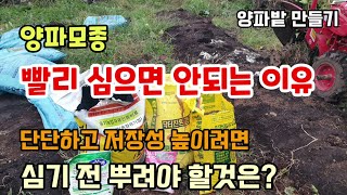 양파밭만들기 양파모종 빨리심으면안되는이유 양파저장성 높이려면 밑거름은 이것주세요