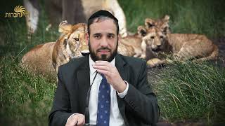 למה אין לאריה כולסטרול? | פרשת בא | הרב דוד פריוף (הרב דוד פריוף) - התמונה מוצגת ישירות מתוך אתר האינטרנט יוטיוב. זכויות היוצרים בתמונה שייכות ליוצרה. קישור קרדיט למקור התוכן נמצא בתוך דף הסרטון למה אין לאריה כולסטרול? | פרשת בא | הרב דוד פריוף (הרב דוד פריוף) - התמונה מוצגת ישירות מתוך אתר האינטרנט יוטיוב. זכויות היוצרים בתמונה שייכות ליוצרה. קישור קרדיט למקור התוכן נמצא בתוך דף הסרטון