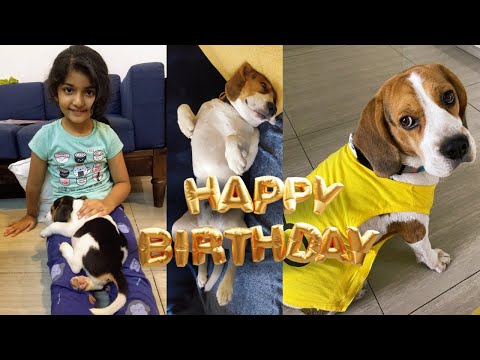 Family celebrates pet dog's 2nd birthday with VOSD Dogs | Sponsor a Meal