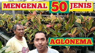 Download lagu 50 JENIS AGLONEMA || MENGENAL AGLONEMA LEBIH DEKAT mp3
