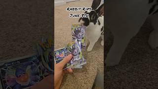 We might have used up all of our luck! #pokemon #bunny #rabbit
