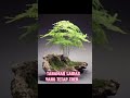 ASPARAGUS FERN.#plants#plant#ferns #plantlovers#fernsnpetals #short #shorts