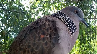 Download lagu Burung derkuku tekukur kuk 5 gacor!! cocok buat pancingan tekukur malas bunyi mp3 Download lagu Burung derkuku tekukur kuk 5 gacor!! cocok buat pancingan tekukur malas bunyi mp3