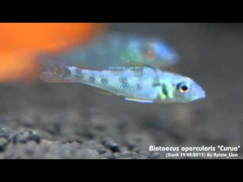 Biotoecus opercularis