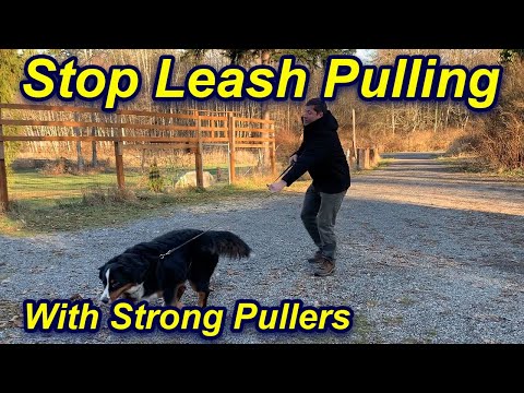 Stop Your Dog's Leash Pulling and Walk Beside You