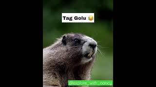 Download lagu Tag Golu🤣 #funny #comedy #comedyshorts #shorts #viral #trending #funny #funnyshorts #fun #ytshorts mp3