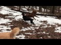 Barney Layla Shogi And Chuy At Island Pond