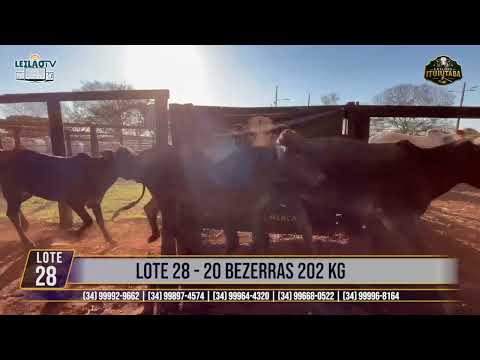LOTE 28   20 BEZERRAS 202 KG🔥 AO VIVO: LEILÕES ITUIUTABA 23/07/2026 - PARQUE DE EXPOSIÇÕES JK