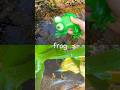 Kids Learn at the Brook | Animal Names: Frog Eagle Kangaroo Oryx Bear