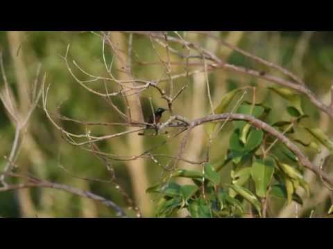 Nektárovka hájová (Leptocoma sperata) — správanie, biotop a hlas