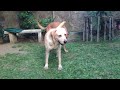 Hump Day Labrador Studlife