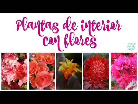 , title : 'Plantas de interior con flores (parte 2)'
