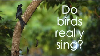 Do birds really sing?