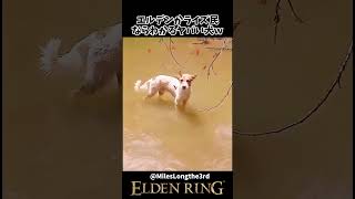 エルデの民ならヤバさが一瞬でわかる犬がこちらｗｗ #eldenring #エルデンリング #shorts