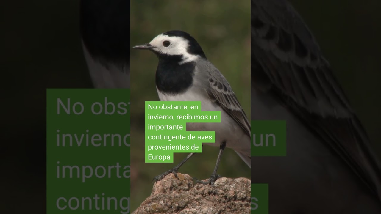 Su nombre tiene un origen curioso