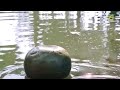 Hot Podma Nodir Majhi Video Young Teen Roopa Ganguly Super Hot Scene Transparent Cloths
