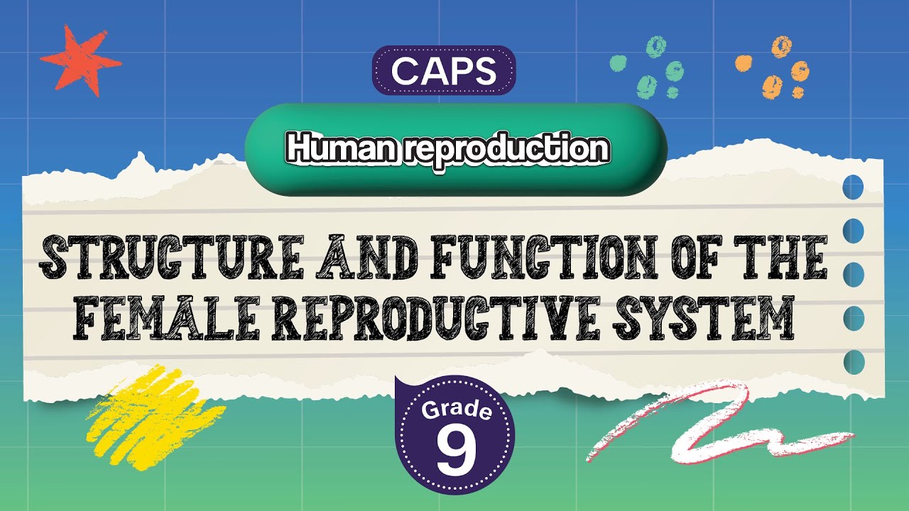 [GRADE 9] Structure and function of the female reproductive system