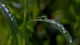 Download lagu Suara hujan 10 menit Relaksasi // 10 menit Relaxasi untuk tidur mp3 Download lagu Suara hujan 10 menit Relaksasi // 10 menit Relaxasi untuk tidur mp3