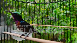 Download lagu SUARA BURUNG KOLIBRI NINJA GACOR FULL ISIAN ROLL TEMBAK !! MASTERAN KONIN FULL TEMBAKAN MEWAH mp3