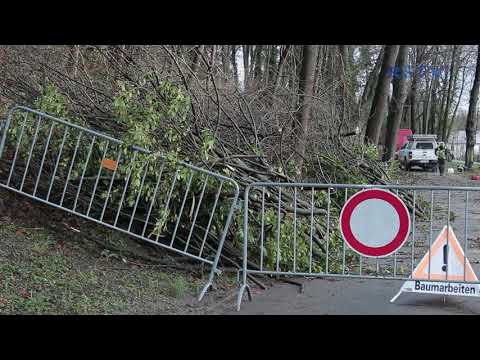 Baumfällarbeiten auf dem Michaelsberg