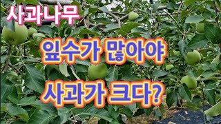 사과나무 잎수가 많다고 사과가 크고 품질이 좋은게 아니다