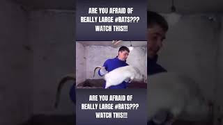 Download lagu ARE YOU AFRAID OF REALLY BIG #RATS???😱😱😱| WATCH THIS CLIP #giantrat #humongous #rodent mp3
