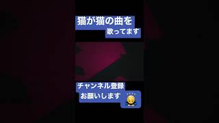 キャットラビング歌ってみた。 #shorts #歌ってみた #歌い手 #キャットラビング