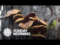 In search of a humongous fungus