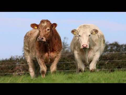 Irish Charolais Cattle Society on Michael Reilly's Farm