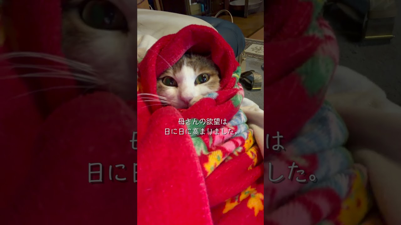 シャー猫だった保護猫が抱っこできるようになるまで#保護猫ミラ#外猫しまちゃん#元野良猫#保護猫#猫のいる暮らし