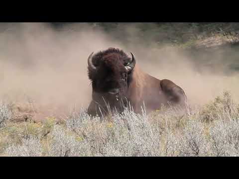 Bison Charge Along Road & A Bull Fight. Yellowstone Adventures.