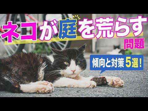 庭の猫の排泄物 - 近所の猫が庭で排泄した場合はどうすればよいですか?