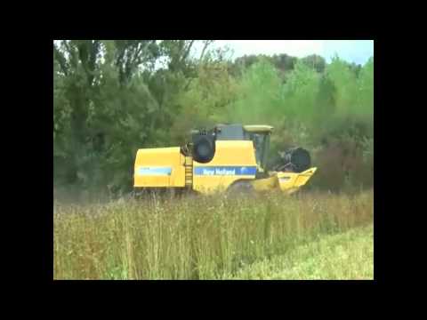 Fotograma del vídeo: Primera cosecha mecanizada de trigo sarraceno (Fagopyrum esculentum) en Cantabria