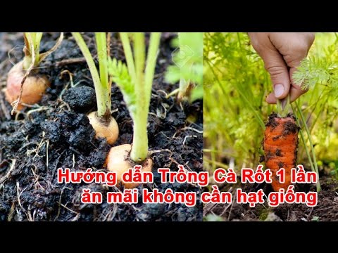 , title : 'Hướng dẫn Trồng Cà Rốt 1 lần ăn mãi không cần hạt giống'