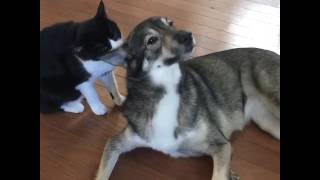 animales  el gato lame al perro