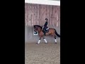 Magnifique pur race espagnole de 7 ans 
