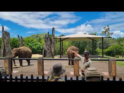 Elephant chat at Australia Zoo