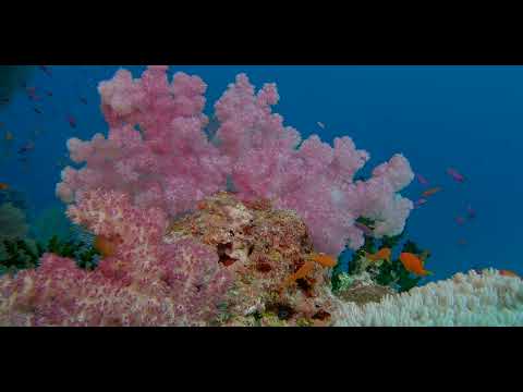 Fiji – Beautiful Walls, Soft Corals and Critters 6A - scuba diving video