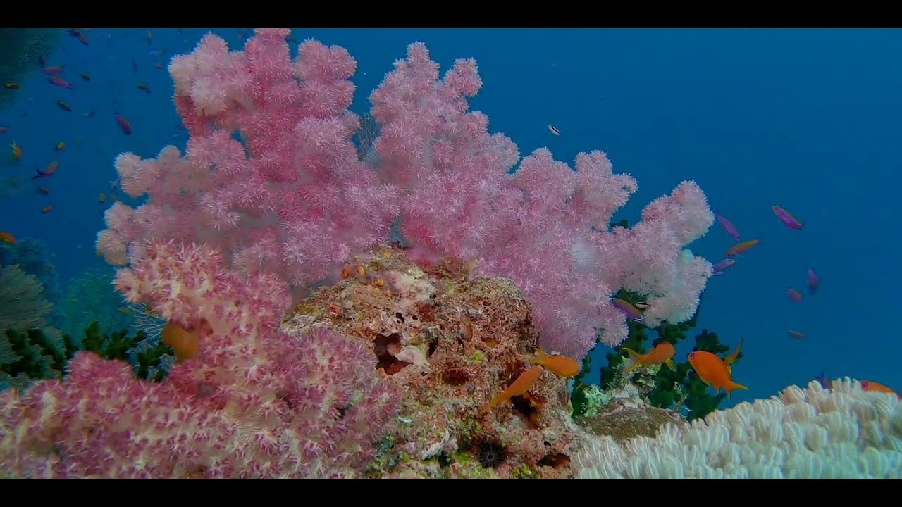 Second of 17 videos - Diving aboard "Naía" amongst multiple Fijian islands in pristine clear water